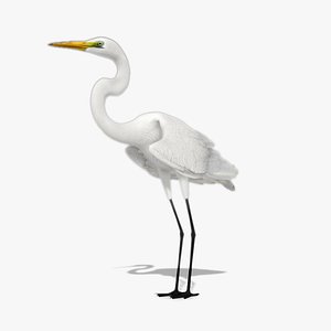 Egret