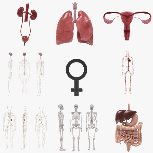 Anatomy Sex 3d Models For Download Turbosquid 6782