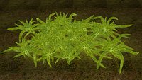 Sphagnum
