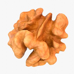 Walnut half kernel high-poly 3D model model