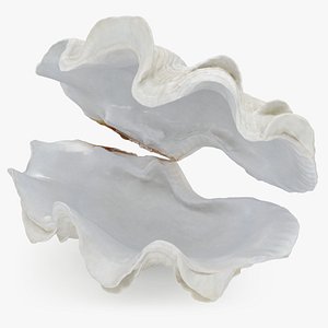 Giant Clam Shell Open 3D model