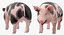 Pig Sow Peitrain Rigged