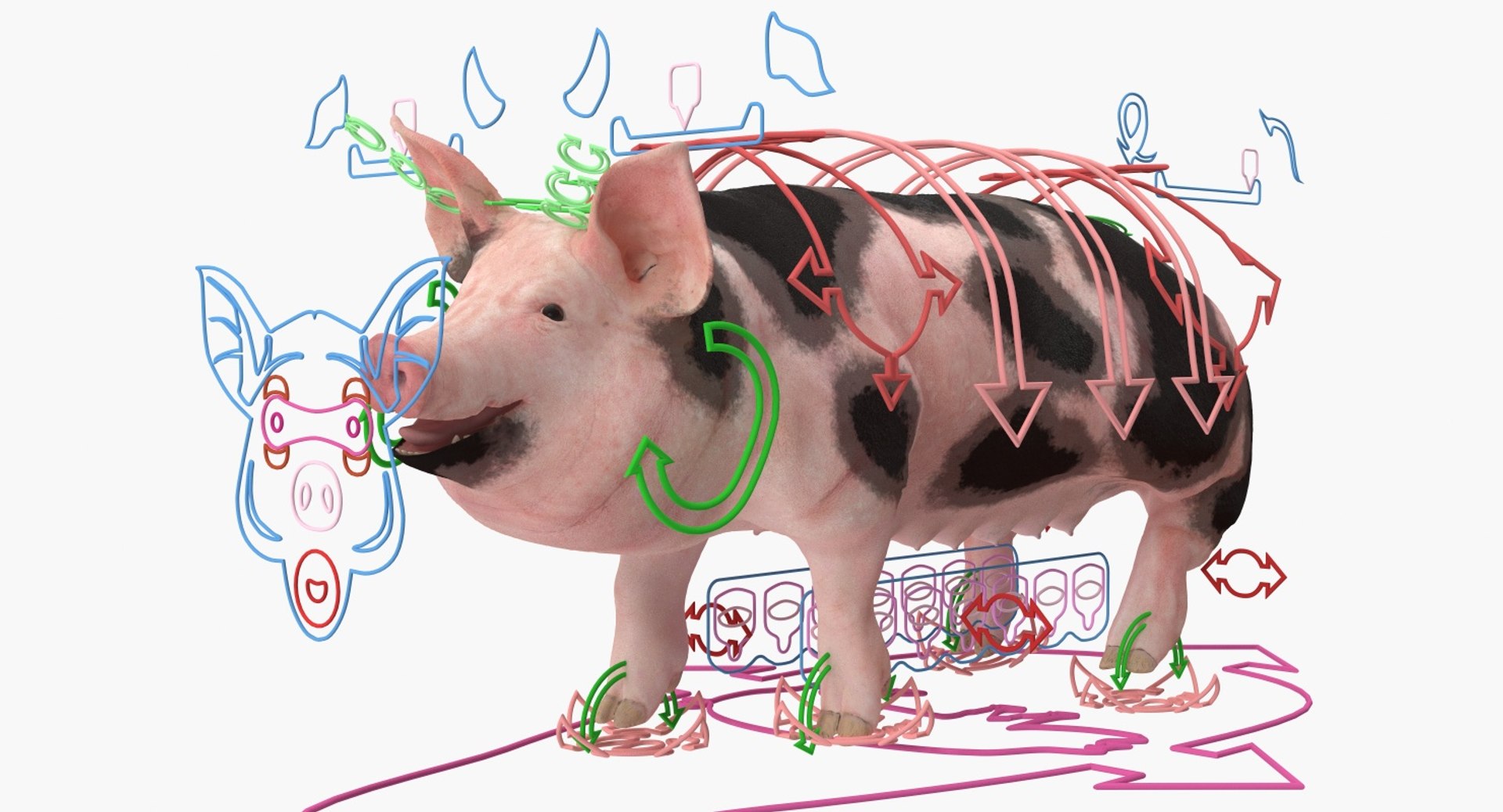 3D pig sow peitrain rigged model https://p.turbosquid.com/ts-thumb/Ok/2CPe2i/KNr2hNa0/pigsowpeitrainriggedvray3dmodel002/jpg/1545058628/1920x1080/fit_q87/5f709f90be5a599604d7d56b2d235ba53d5c2cd2/pigsowpeitrainriggedvray3dmodel002.jpg