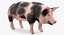 Pig Sow Peitrain Rigged