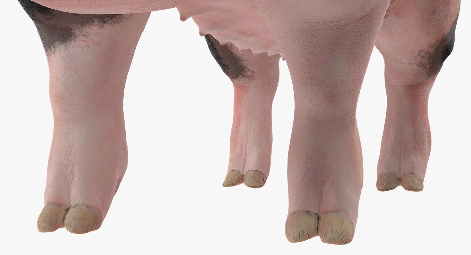 3D pig sow peitrain rigged model https://p.turbosquid.com/ts-thumb/Ok/2CPe2i/U6Sbg2da/pigsowpeitrainriggedvray3dmodel011/jpg/1545058656/1920x1080/fit_q87/5dd0ea1c6289451e6044e2d4ad9ee466f3b177f7/pigsowpeitrainriggedvray3dmodel011.jpg