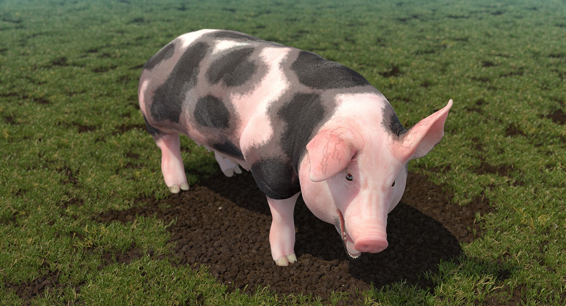 3D pig sow peitrain rigged model https://p.turbosquid.com/ts-thumb/Ok/2CPe2i/oepJFkf0/pigsowpeitrainriggedvray3dmodel004/jpg/1545058634/1920x1080/fit_q87/3fbe4c285dc96ff8ecc0e40b3856f1a25f80df15/pigsowpeitrainriggedvray3dmodel004.jpg