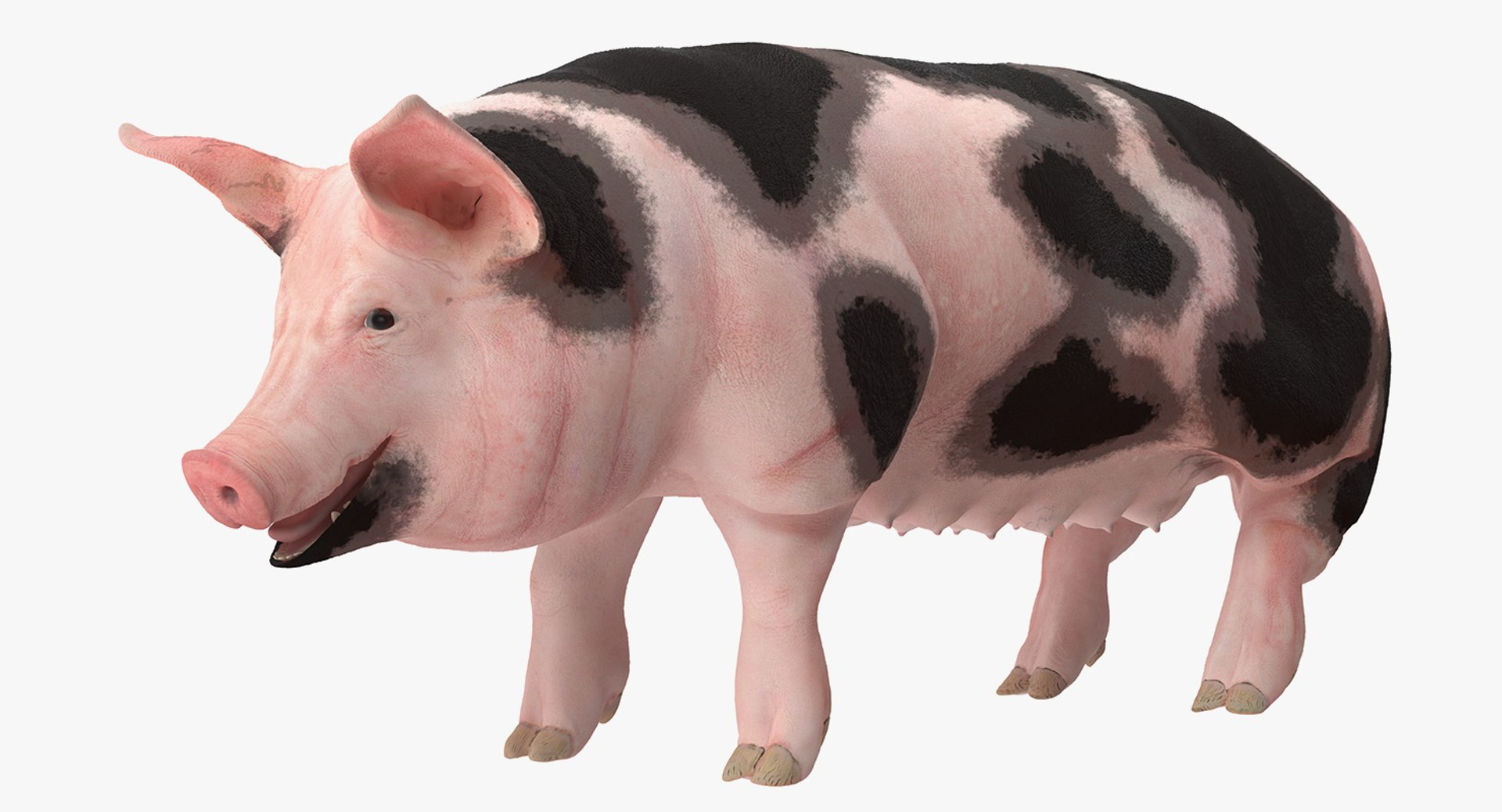 Pig Sow Peitrain Rigged 3D Model 3D model preview