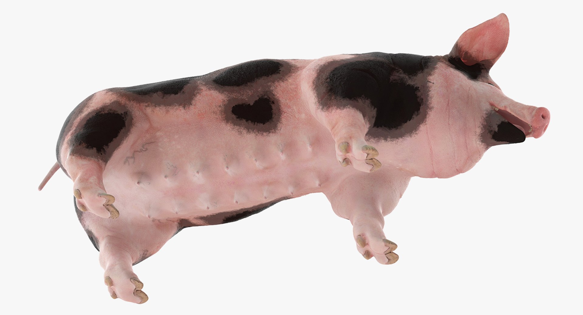 3D pig sow peitrain rigged model https://p.turbosquid.com/ts-thumb/Ok/2CPe2i/uq0evpwW/pigsowpeitrainriggedvray3dmodel008/jpg/1545058647/1920x1080/fit_q87/e08d9cb9b98f1abba553a024775980d3d1714c77/pigsowpeitrainriggedvray3dmodel008.jpg