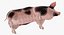 Pig Sow Peitrain Rigged