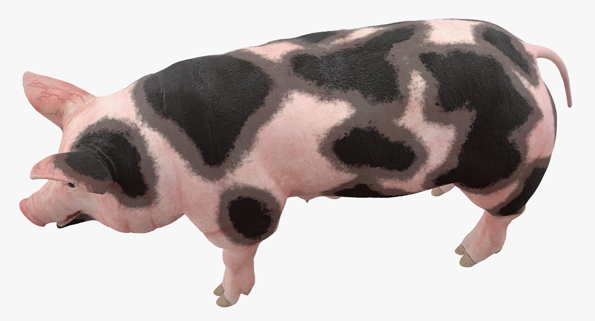 3D pig sow peitrain rigged model https://p.turbosquid.com/ts-thumb/Ok/2CPe2i/ySHvg1TY/pigsowpeitrainriggedvray3dmodel007/jpg/1545058644/1920x1080/fit_q87/407eaff80874bbee1953fc9b414d5b1b37669c46/pigsowpeitrainriggedvray3dmodel007.jpg