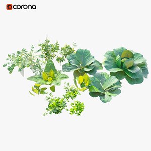 Vegetable for Farm 3D model