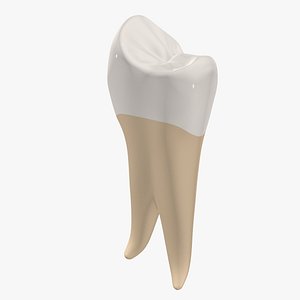 3D Upper First Premolar Tooth