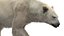 3D Polar Bear Fur Rigged 3D model