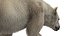 3D Polar Bear Fur Rigged 3D model