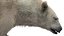 3D Polar Bear Fur Rigged 3D model