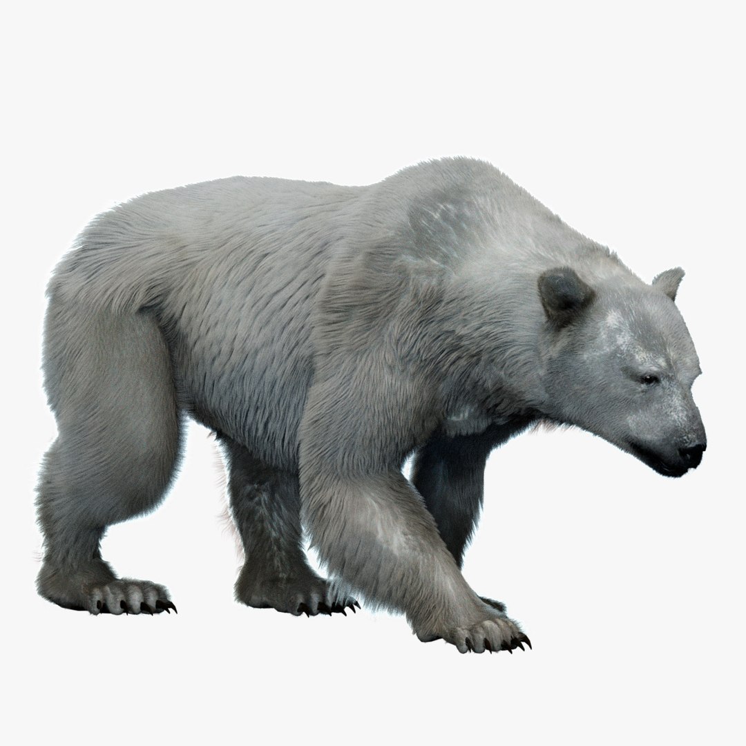 3D Polar Bear Fur Rigged 3D model https://p.turbosquid.com/ts-thumb/Ok/DYjcIF/Ap/01/jpg/1759393118/1920x1080/fit_q87/5f99beb3033d5cf70a9d03787e488bdd7c508ad2/01.jpg