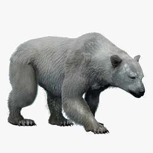 3D Polar Bear Fur Rigged 3D model