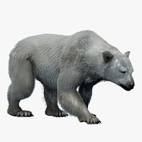 Polar Bear Fur Rigged 3D
