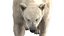 3D Polar Bear Fur Rigged 3D model