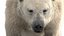 3D Polar Bear Fur Rigged 3D model