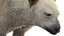 3D Polar Bear Fur Rigged 3D model
