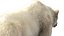3D Polar Bear Fur Rigged 3D model