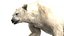 3D Polar Bear Fur Rigged 3D model