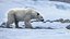 3D Polar Bear Fur Rigged 3D model