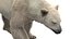 3D Polar Bear Fur Rigged 3D model