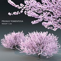 Prunus Tomentosa