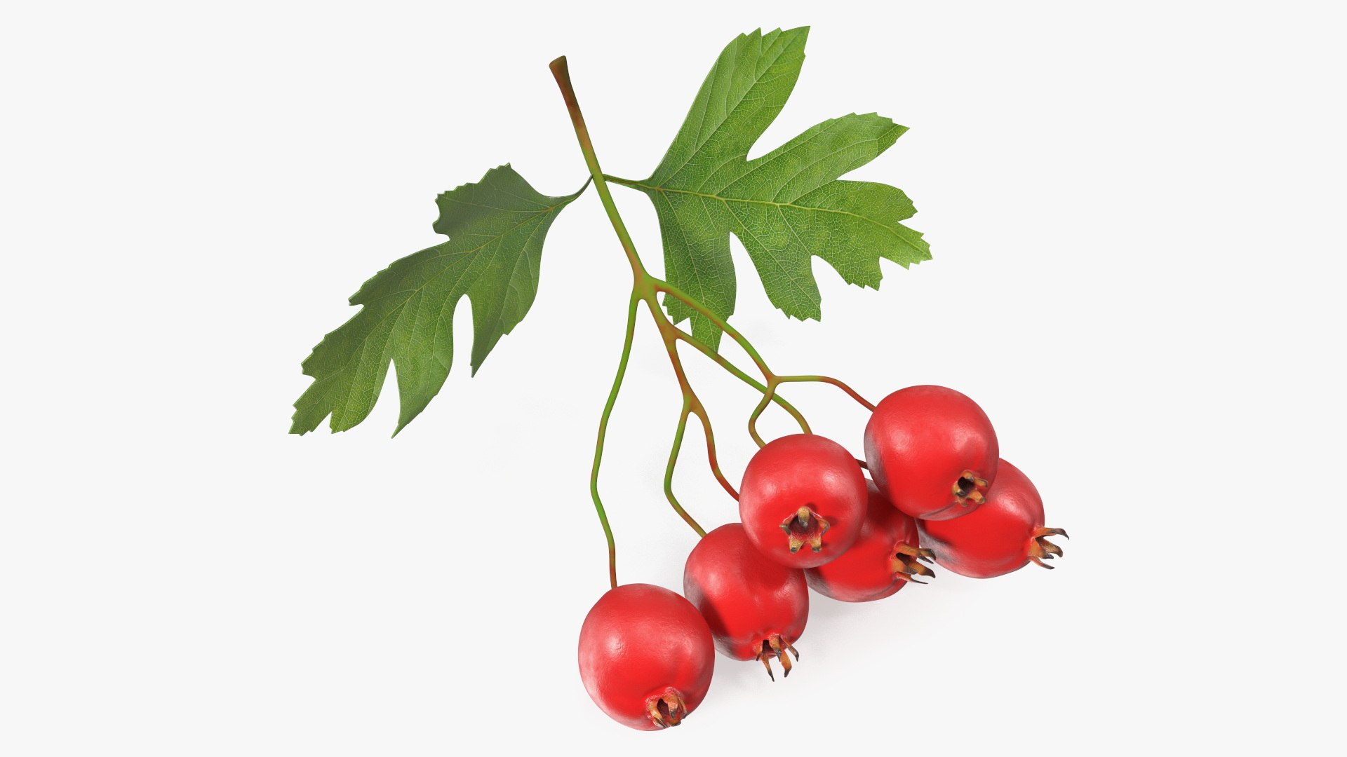 Hawthorn Berry Branch 3D model preview