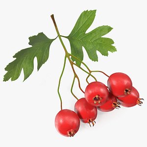 Hawthorn Berry Branch model