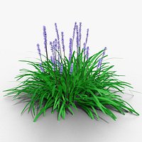 Liriope muscari