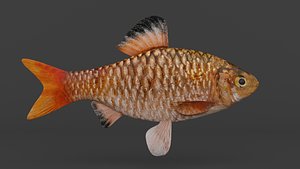Barb Fish 3D model