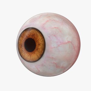 Human Eyeball