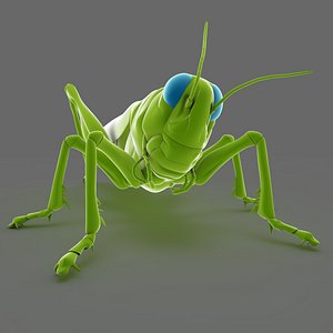 grasshopper