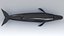 balaenoptera whale fin 3d model