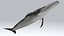 balaenoptera whale fin 3d model