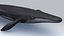 balaenoptera whale fin 3d model