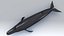 balaenoptera whale fin 3d model