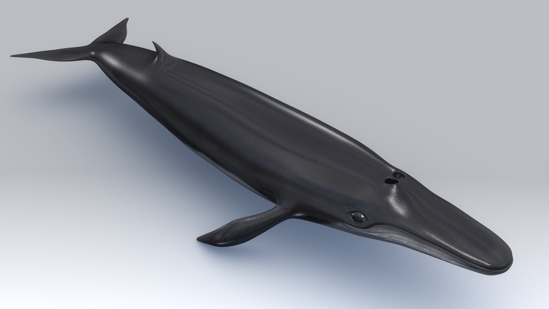 balaenoptera whale fin 3d model https://p.turbosquid.com/ts-thumb/Ol/enpq2z/zcZtJYzn/b0474balaenoptera_aerial.0001/jpg/1474699485/1920x1080/fit_q87/0ce67e3f3c13164a865c62bf1ab257533f6efbb3/b0474balaenoptera_aerial.0001.jpg