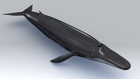 Balaenoptera