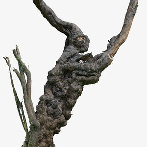 3d scanned trunk tree raw model