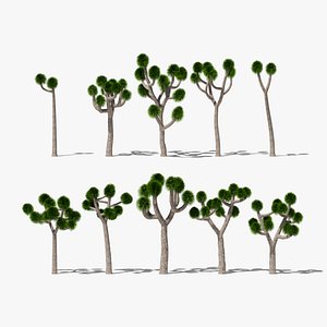 Joshua Tree or Yucca Brevifolia Palm Collection