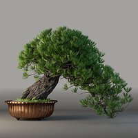 Bonsai
