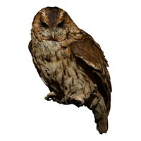 Tawny Owl perched (taxidermy)