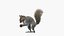 Squirrel with Pine Cone Fur