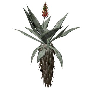 3D Aloe Excelsa Plant - 10 - model