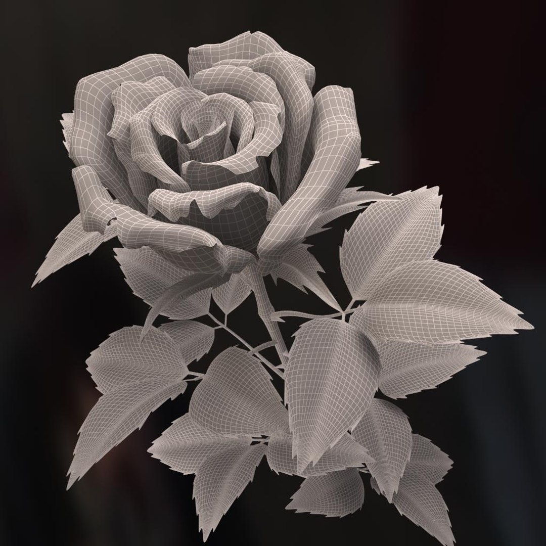 3d rose white model