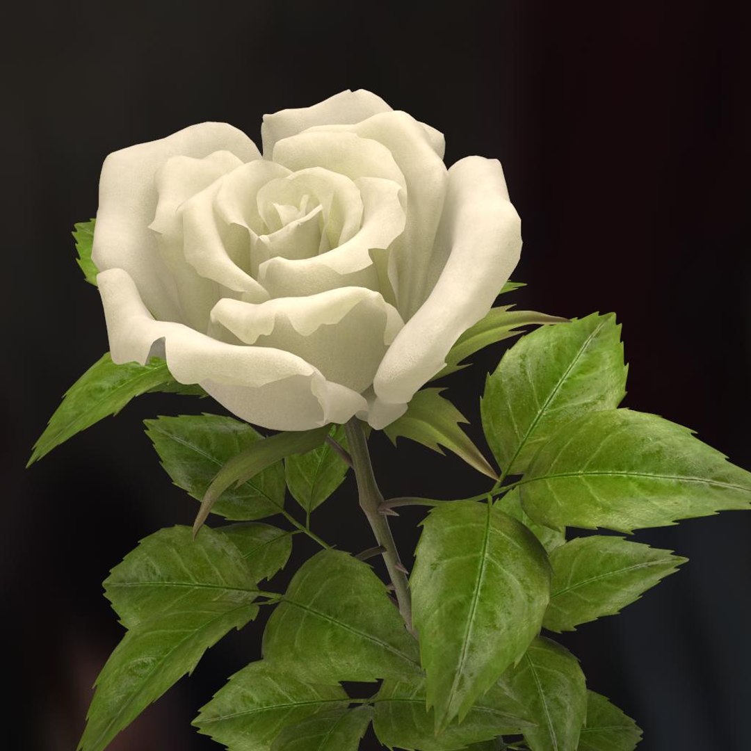 3d rose white model